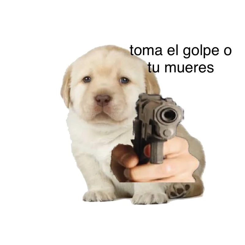 The viral quieres pufferfish meme