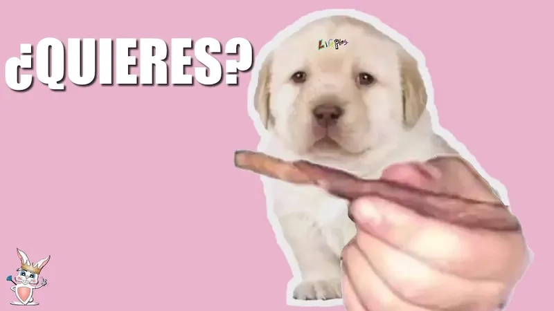 Explaining the quieres meme origin