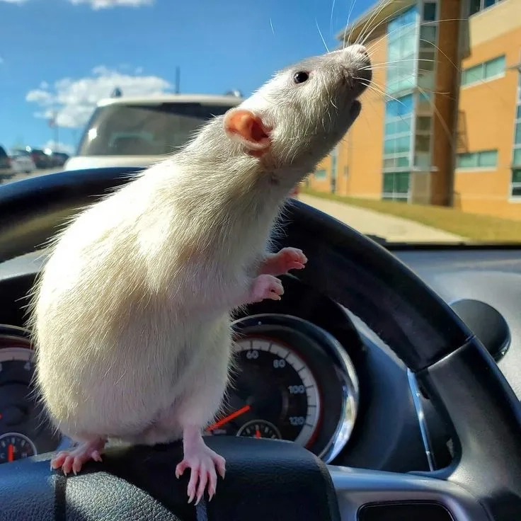 A modern take on the 3 blind mice meme