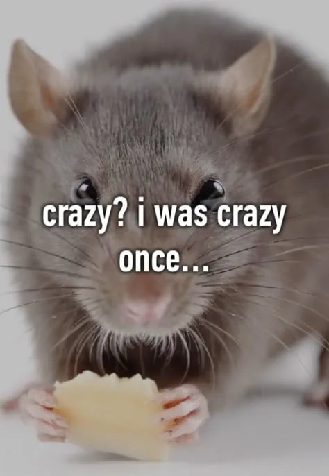 When a funny rat meme says it all