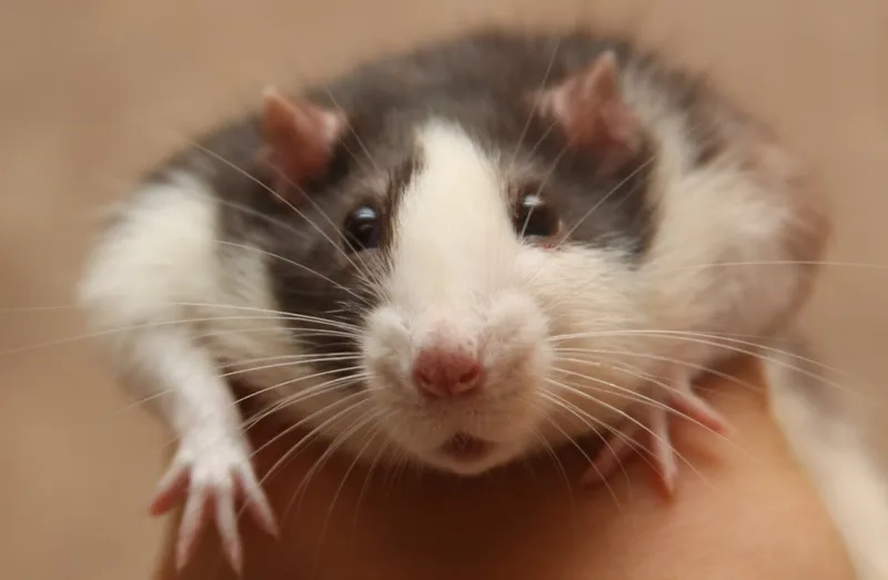 The viral dancing rat meme that took over TikTok