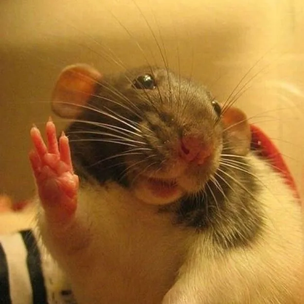 The beloved chef from the best ratatouille meme