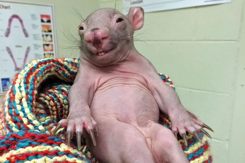 The pure chaos of a rat in kitchen meme