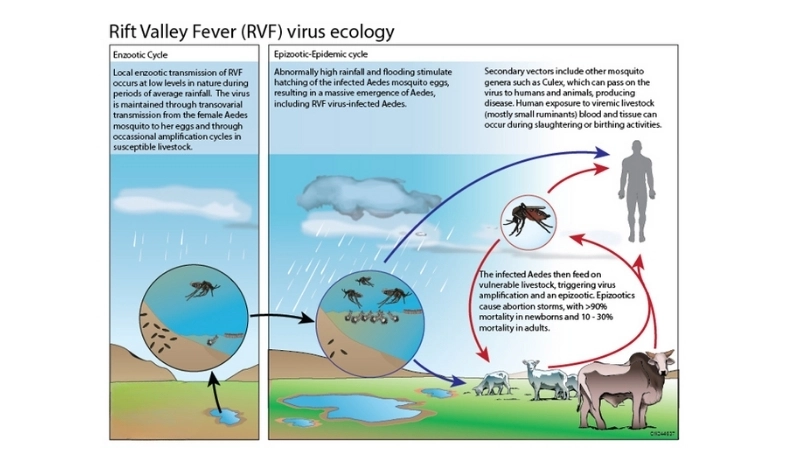 Explore latest Rift Valley Fever vaccine news updates