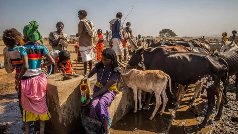 Study Rift Valley Fever epidemiology insights now