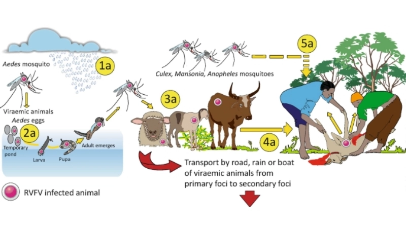 How is Rift Valley Fever transmitted chart