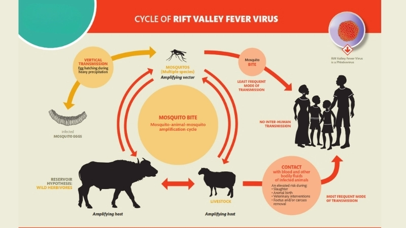 Microscopic view of Rift Valley Fever virus (RVFV)