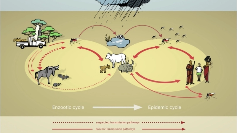 The effects of Rift Valley Fever in humans