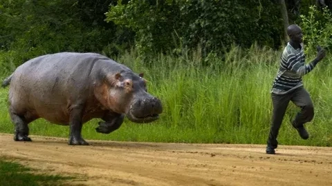 The road runner meep meep running meme