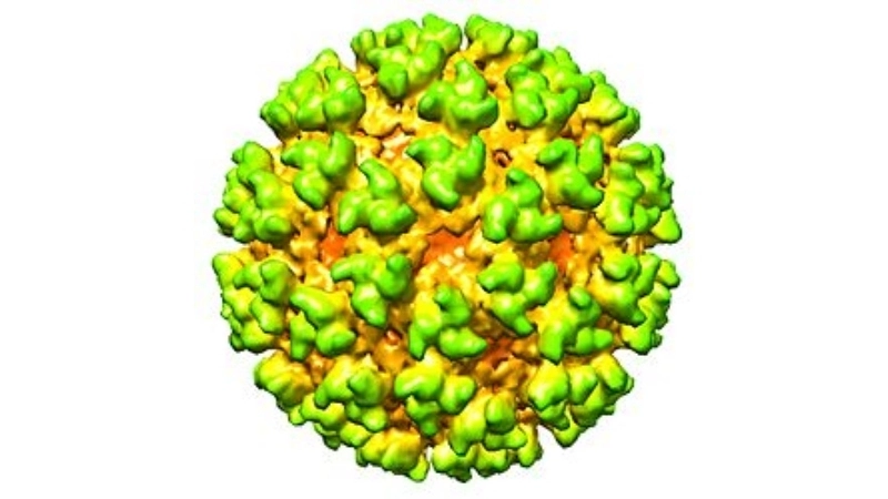 Learn Semliki Forest Virus Disease transmission