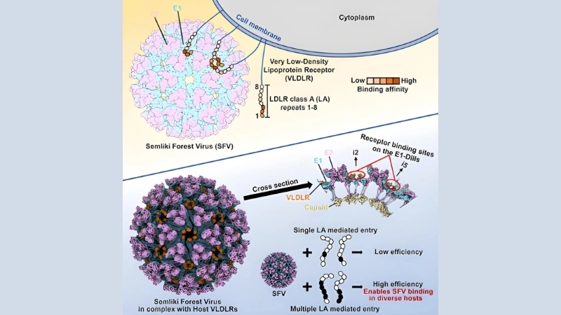 Understand Semliki Forest Virus Disease diagnosis