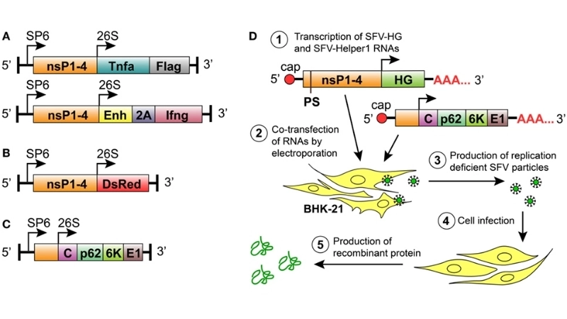 Guide to Semliki Forest Virus Disease treatment