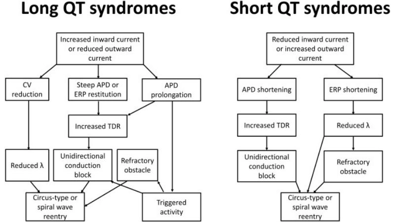 Short QT Syndrome Vs Long QT Syndrome key difference