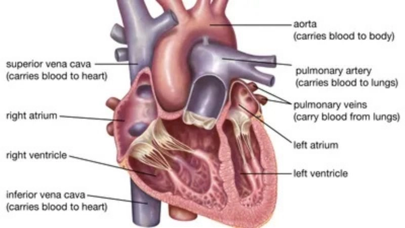 Sick sinus syndrome causes include aging and heart disease