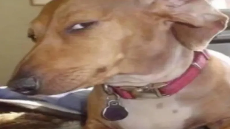 A suspicious side eye dog meme