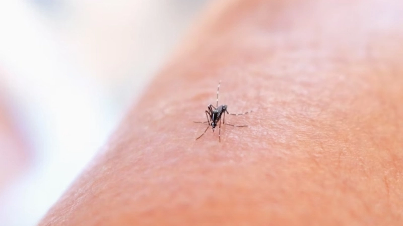 Find resources on St. Louis encephalitis CDC advice