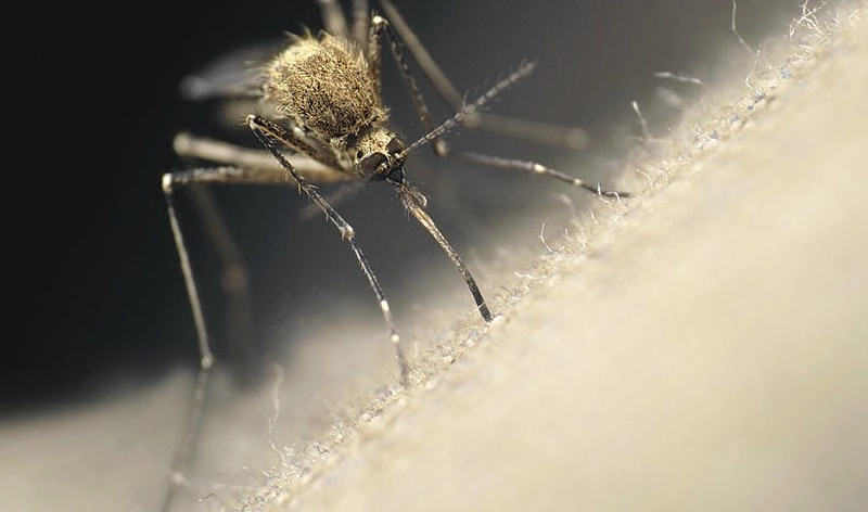 Tips for St. Louis encephalitis prevention at home