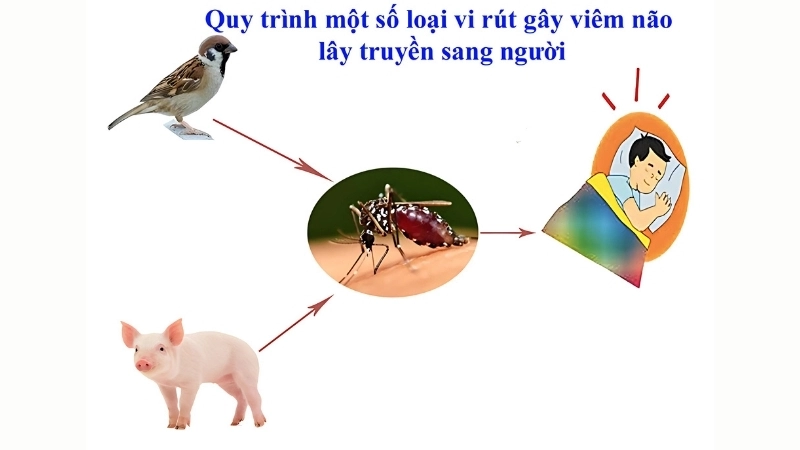 Discover facts about St. Louis encephalitis virus quickly