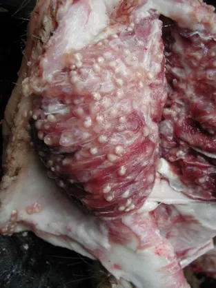 The beef tapeworm Taenia saginata