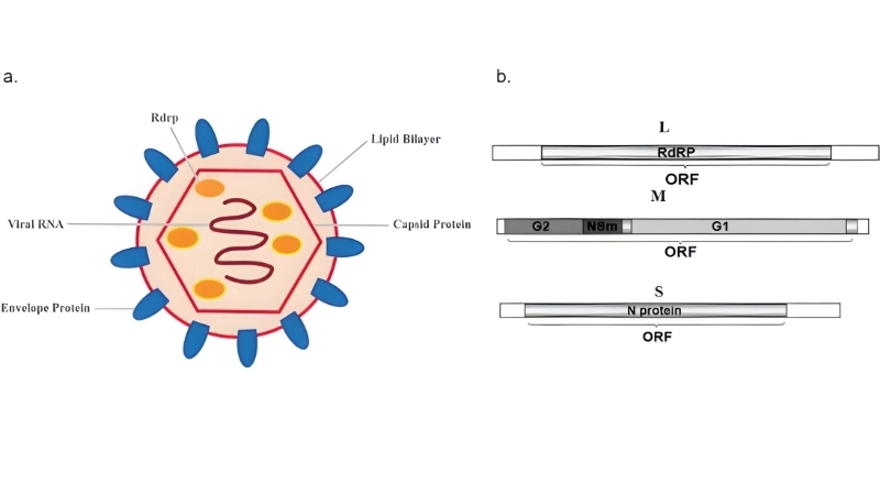 Tahyna Virus Infection and Tahyna virus prevention