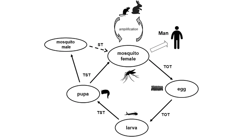 Tahyna Virus Infection needs Tahyna virus treatment