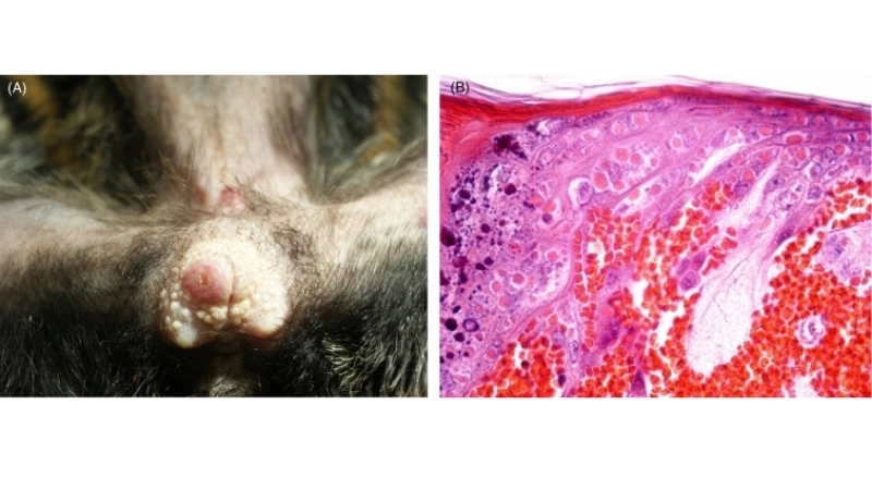 Tanapox and monkeypox share poxvirus traits