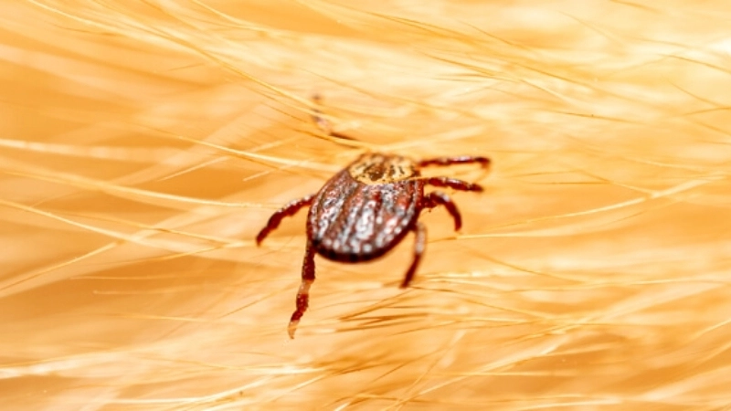Effective tick-borne encephalitis treatment tips here