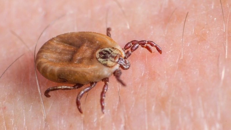 Avoid illness with tick-borne encephalitis prevention