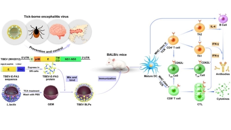 Key steps for TBE prevention every season