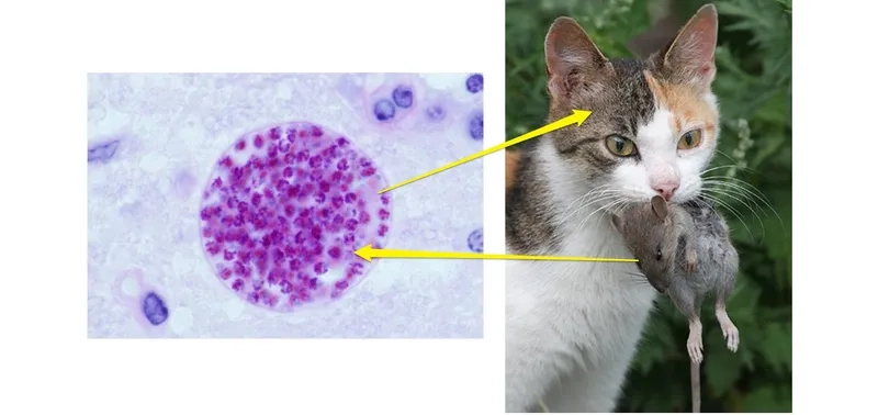 Preventing toxoplasmosis from cat litter exposure