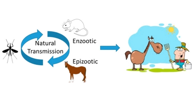 Venezuelan equine encephalitis symptoms show in horses early