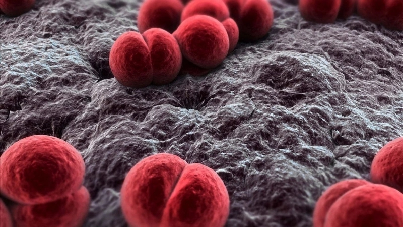 Venezuelan equine encephalitis in horses causes fever and weakness