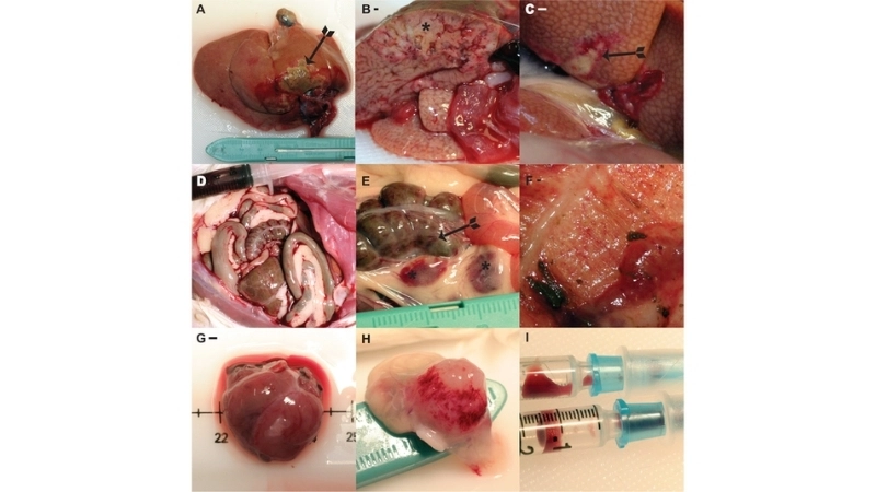 Venezuelan Hemorrhagic Fever treatment awareness