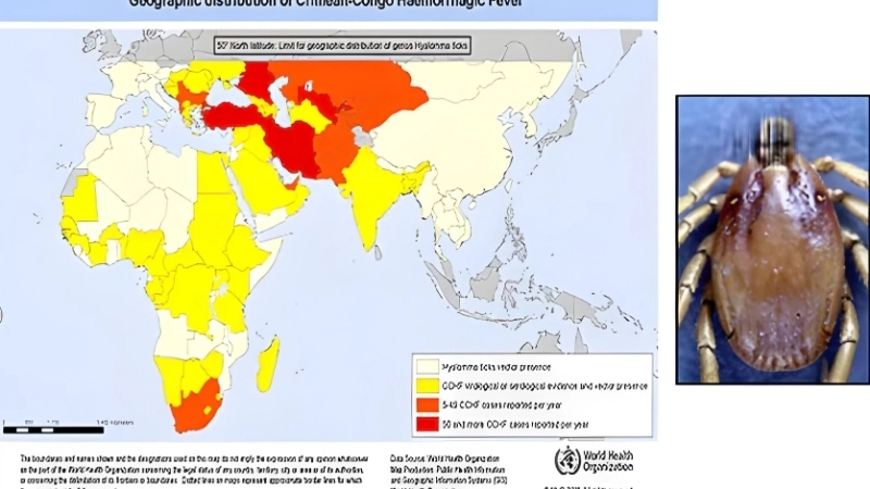Venezuelan Hemorrhagic Fever transmission explained