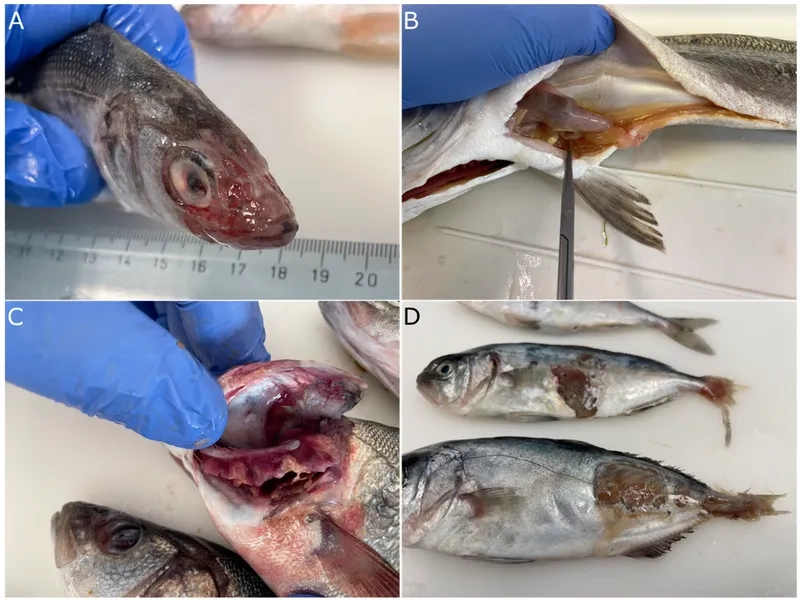 Preventing the risk of vibriosis from seafood