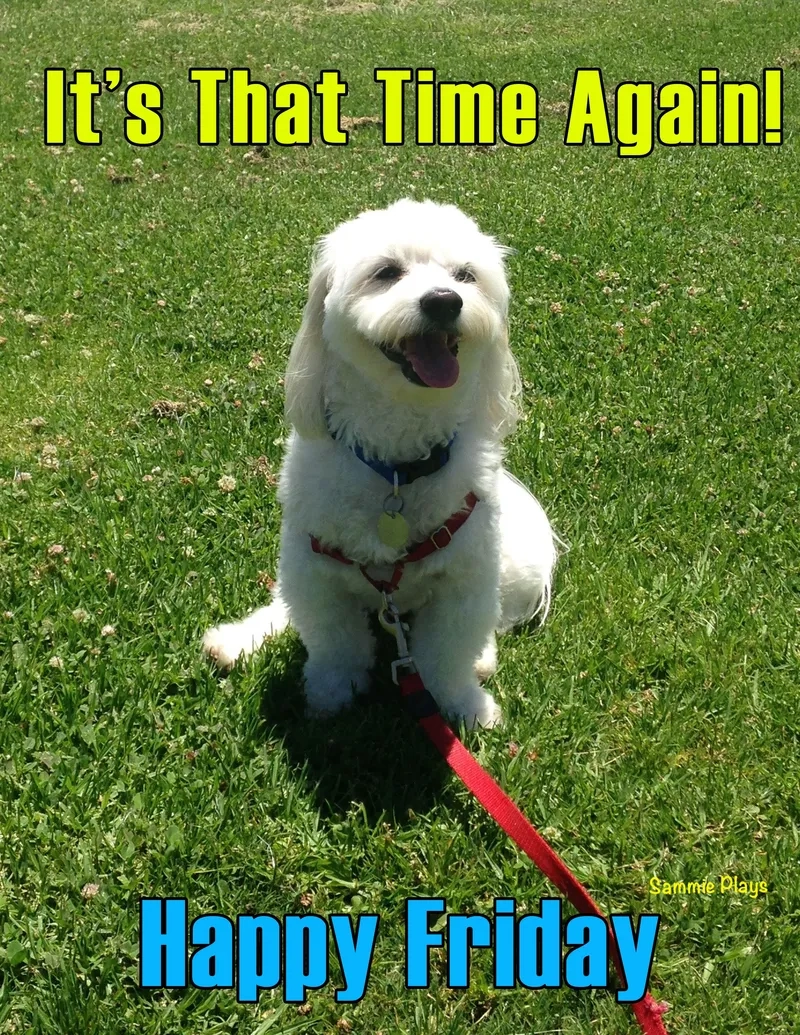 The adorable and excited yay cat meme