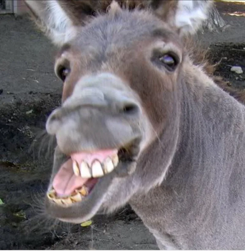 The unenthusiastic Spongebob yay meme