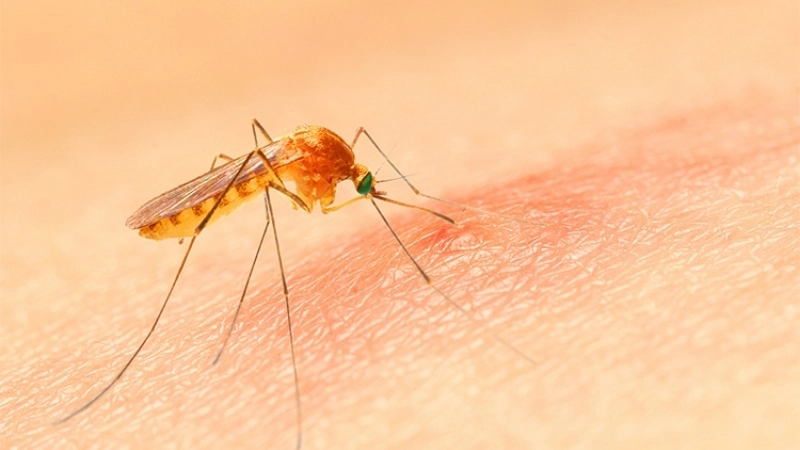 Check the latest yellow fever map online