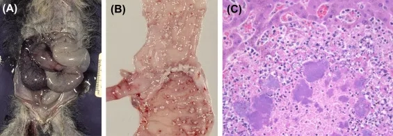 Microscopic image of Yersinia enterocolitica bacteria