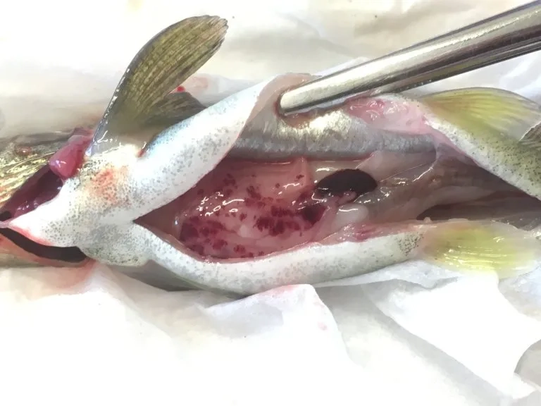 Raw pork as a known source of yersiniosis from pork